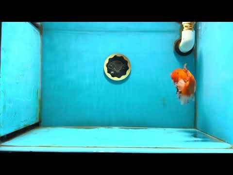 Pom Pom Red White Yuanbao Male 5 inches #122024YB_03