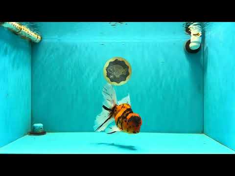 A Grade Tiger Oranda Male 6.5 inches #070626OR_19
