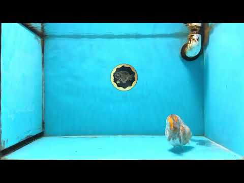 A Grade Tricolor Tiger LionKing 4.5-5 inches #112125LC_02