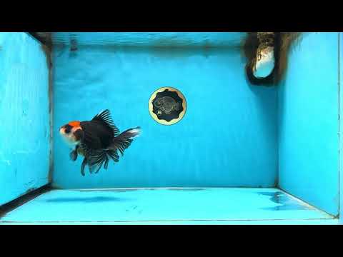 Tricolor Oranda Female 5 inches #091925OR_08