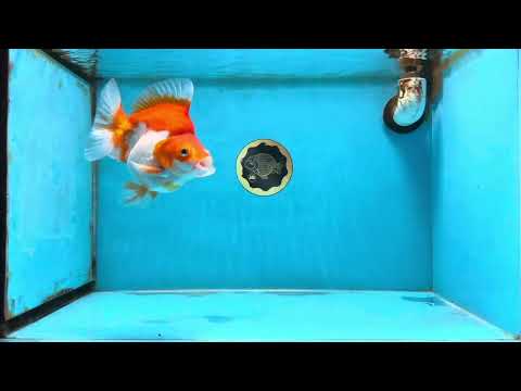 A Grade Red White Ryukin Female 5.5 inches #111425RK_08