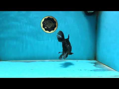 A Grade Tricolor Oranda Male 5 inches #082225OR_22