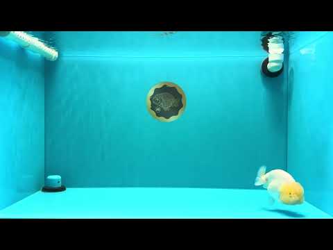 A Grade White LionQueen 4-4.5 inches #030626LC_02