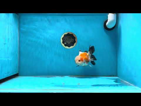 AAA Grade Tricolor Oranda Female 4.5-5 inches #013125OR_13