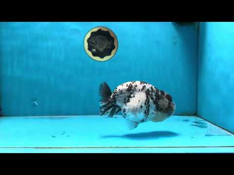 AAA Grade White Tiger LionQueen 4.5-5 inches #090525LC_03