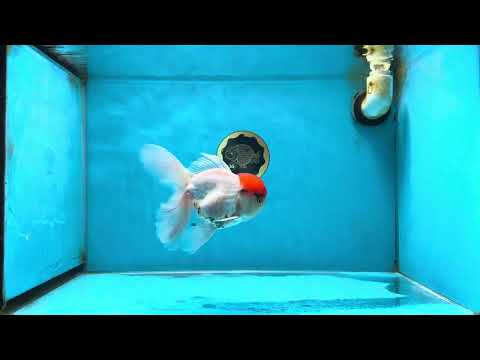 A Grade Tricolor Oranda Male 5 inches #060625OR_27