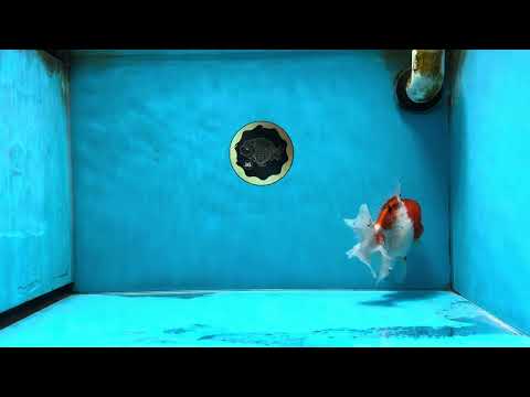 AAA Grade Sakura Oranda Male 5 inches #062025OR_14