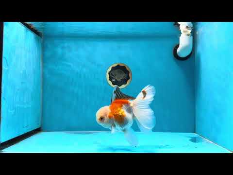 A Grade Jade Head Tricolor Oranda Female 5-5.5 inches #021425OR_21