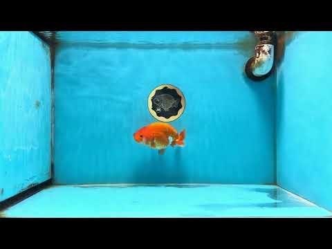 A Grade Red White LionQueen 4.5 inches #120525LC_10