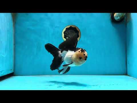 AAA Grade Panda Oranda Male 5-5.5 inches #062725OR_13