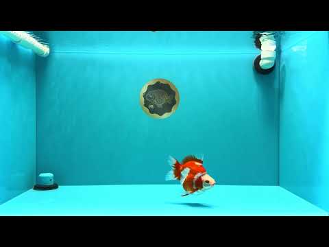 AAA Grade Red White Ryukin Female 4-4.5 inches #030626RK_16