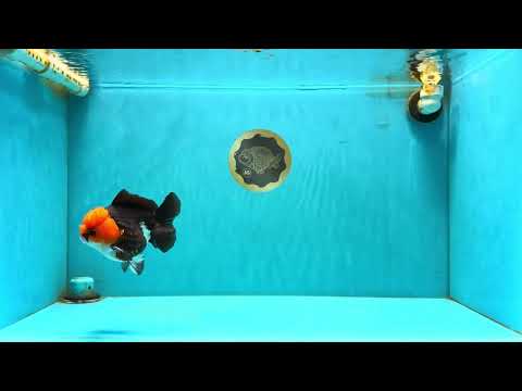 Pompom Tricolor Yuanbao Male 4.5 inches #040326YB_03