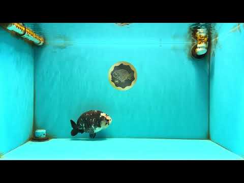 Ink Chinese Ranchu Male 5.5-6 inches #050826RC_13