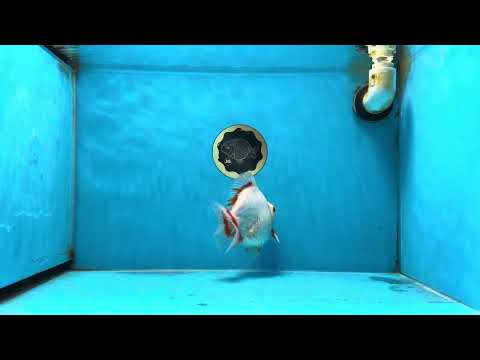 AAA Grade Red White Ryukin Female 5-5.5 inches #060625RK_33