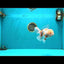 A  Grade Red White Oranda Male 6 inches #082126OR_08