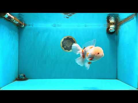 A  Grade Red White Oranda Male 6 inches #082126OR_08