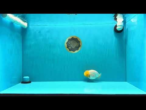 SUPER CUTE AAA Grade White LionKing 4 inches #022026LC_18