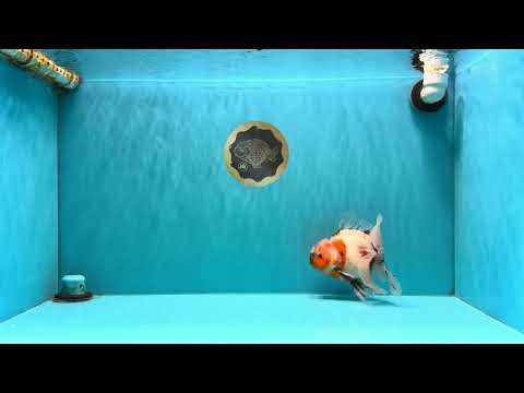 A Grade Marble Calico Oranda Male 6.5 inches #061926OR_19