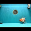 A Grade Marble Calico Oranda Male 6.5 inches #061926OR_19