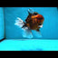 AAA Grade Young Godzilla Tiger Oranda Male 5.5 inches #080825OR_22