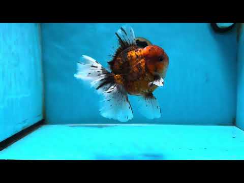 AAA Grade Young Godzilla Tiger Oranda Male 5.5 inches #080825OR_22