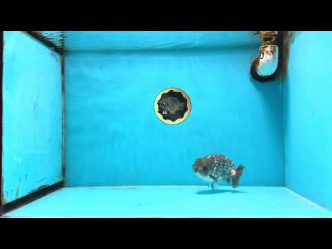 A Grade White Tiger LionKing 4.5 inches #103125LC_13