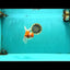 A Grade Red White Oranda Male 5.5-6 inches #090426OR_09