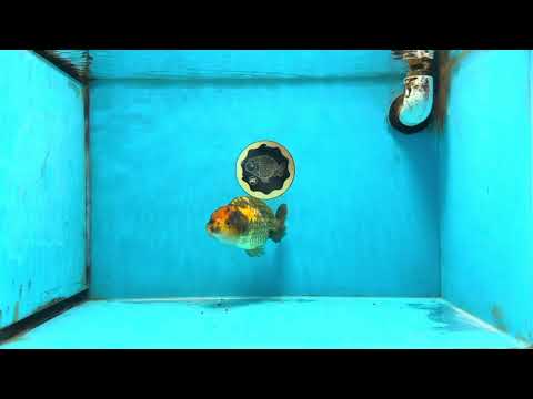 A Grade Chinese Apache Ranchu 4.5-5 inches #110725RC_12