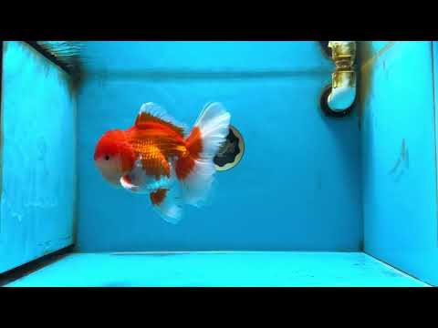 A Grade Red White Oranda Male 5.5-6 inches #080825OR_17