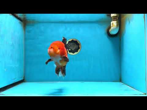 AAA Grade Young Godzilla Apache Oranda Male 6 inches #081525OR_09