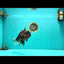 A Grade Tiger Oranda Male 7 inches #082126OR_16