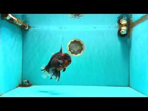 A Grade Tiger Oranda Male 7 inches #082126OR_16