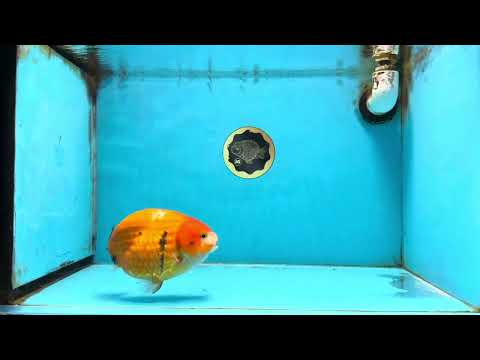 A Grade Chinese Sakura Ranchu Female 5.5 inches #101725RC_14