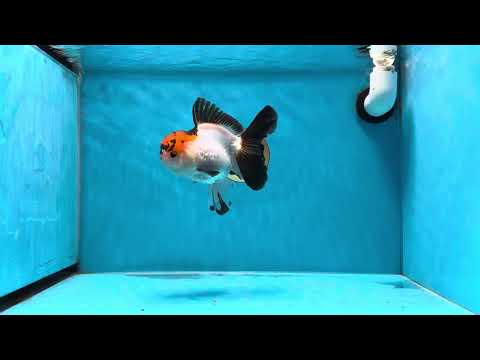 A Grade Lava Tricolor Red Head Oranda Female 5.5 inches #021425OR_20