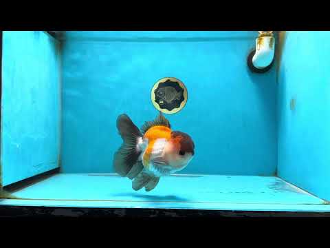 A Grade Tricolor Button Eyes Oranda Male 5-5.5 inches #080125OR_23