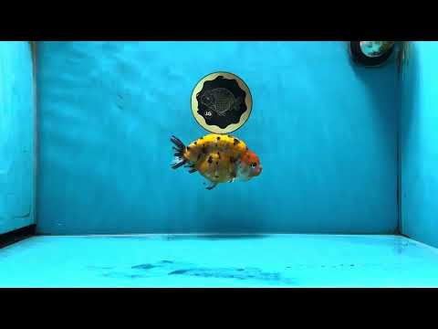 Tiger Lionchu Female 4.5 inches #062025LC_13