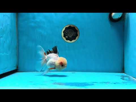 A Grade Tricolor Oranda Female 5 inches #050225OR_01
