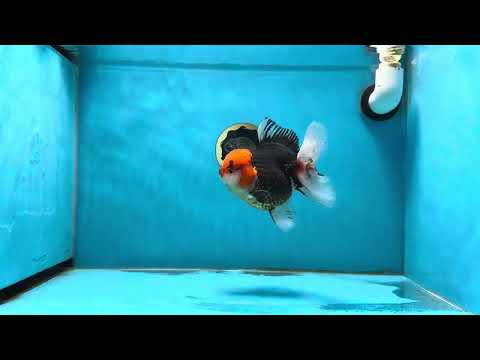 AAA Grade Turkey Red Head Tricolor Oranda Male 5.5-6 inches #013125OR_29