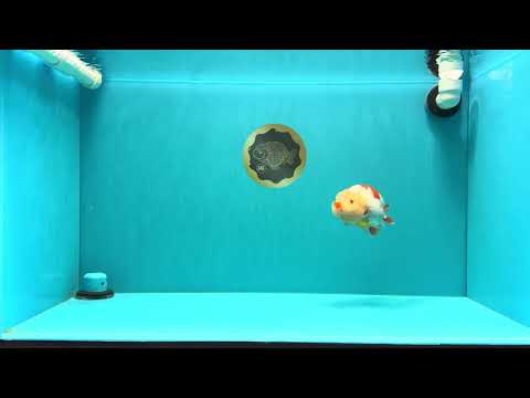 A Grade Red White LionQueen 4.5-5  inches #031326LC_09