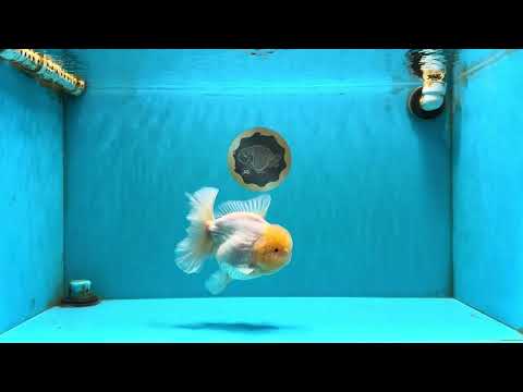 A  Grade White Oranda Male 6-6.5 inches #071026OR_27