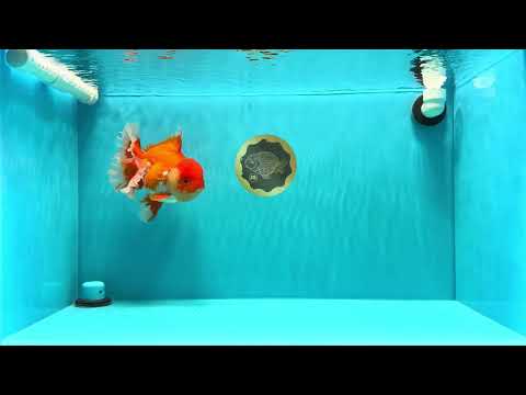 CHONKY AAA Grade Godzilla Red White Oranda Male 6.5-7 inches #022726OR_14