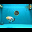Chinese Sakura Ranchu Female 5-5.5 inches #041026RC_19