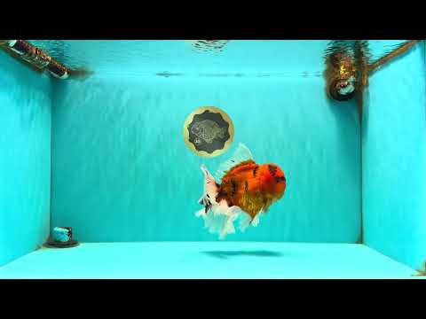 CHARLIE A Grade Tiger Oranda Male 7 inches #100926OR_10
