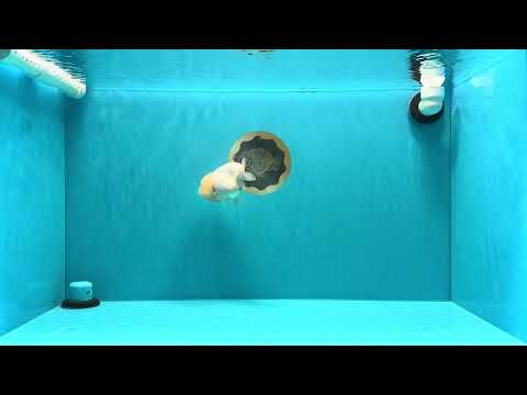 A Grade White LionQueen 4-4.5 inches #030626LC_04