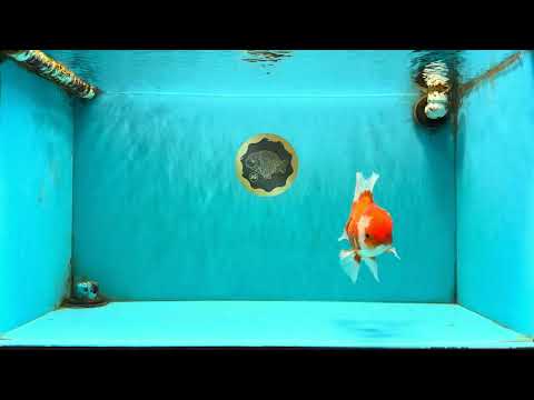 A Grade Red White Oranda Male 6 inches #081426OR_11