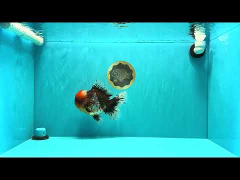 SUPER AAA Grade Godzilla Kirin Calico Oranda Male 6.5-7 inches #030626OR_06