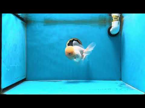 A Grade White Oranda Female 6 inches #070425OR_19