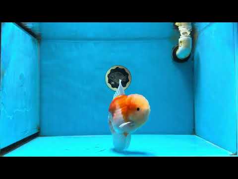 AAA Grade Godzilla Sakura Oranda Male 6 inches #053025OR_25