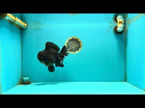 AAA Grade Broadtail Black Godzilla Oranda Male 7 inches #071026OR_01
