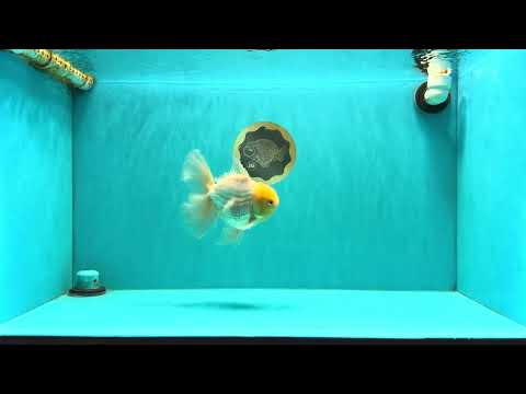 A Grade White Oranda Male 6 inches #061926OR_26